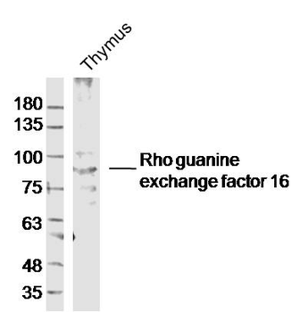 Rho guanine exchange factor 16 Rabbit Polyclonal Antibody