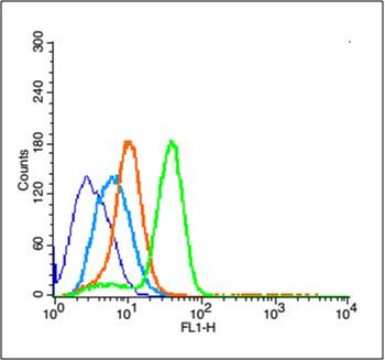 RUNX2 Rabbit Polyclonal Antibody