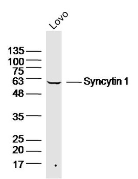 Syncytin 1 antibody