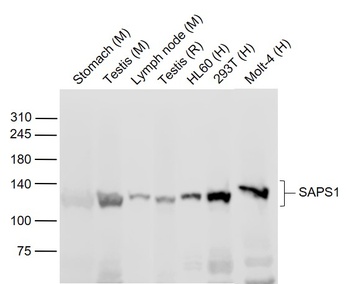 SAPS1 antibody