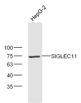 SIGLEC11 Rabbit Polyclonal Antibody