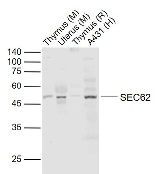 SEC62 antibody