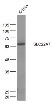 SLC22A7 Rabbit Polyclonal Antibody