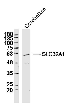 SLC32A1 Rabbit Polyclonal Antibody