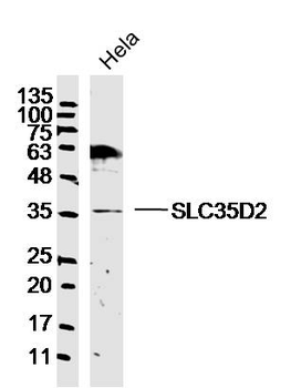 SLC35D2 Rabbit Polyclonal Antibody