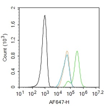 Phospho-Smad3 (Thr179) Rabbit Polyclonal Antibody