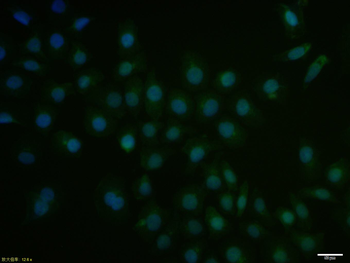 SMAD5 Rabbit Polyclonal Antibody
