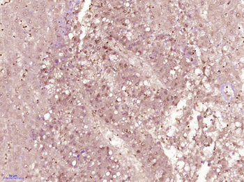 SLIRP/C14orf156 Rabbit Polyclonal Antibody