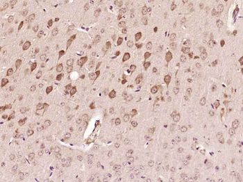 SMCR7 Rabbit Polyclonal Antibody