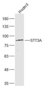 STT3A Rabbit Polyclonal Antibody