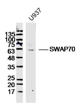 SWAP70 Rabbit Polyclonal Antibody