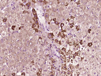 TKTL2 Rabbit Polyclonal Antibody