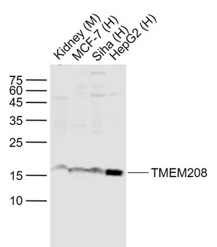 TMEM208 antibody