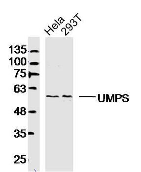 UMPS Rabbit Polyclonal Antibody