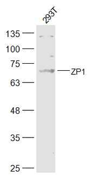 ZP1 Rabbit Polyclonal Antibody