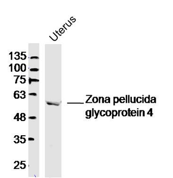 Zona pellucida glycoprotein 4 Rabbit Polyclonal Antibody