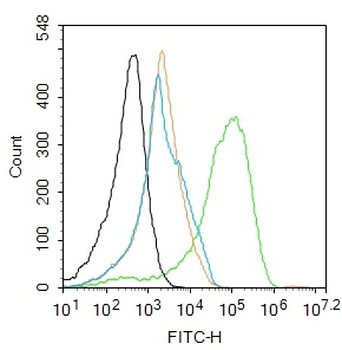 ZNF385B Rabbit Polyclonal Antibody