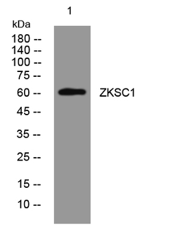 ZNF139/ZKSCAN1 Rabbit Polyclonal Antibody