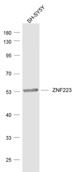 ZNF223 Rabbit Polyclonal Antibody