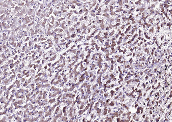 Sclerostin Rabbit Polyclonal Antibody