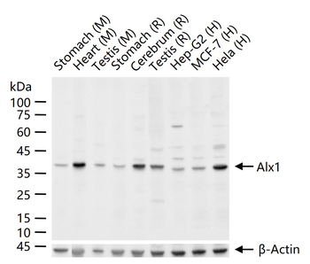 Alx1 Rabbit Polyclonal Antibody