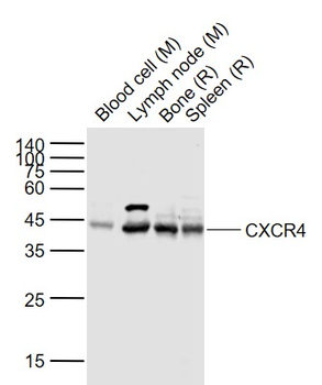CXCR4 Rabbit Polyclonal Antibody