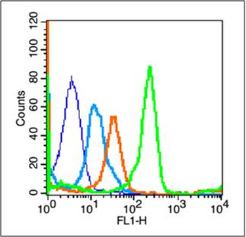 CXCR4 Rabbit Polyclonal Antibody