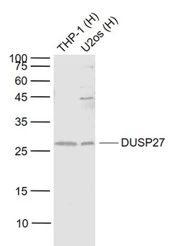 DUSP27 antibody