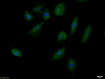 Phospho-IRS1 (Tyr632) Rabbit Polyclonal Antibody