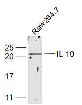 IL-10 Rabbit Polyclonal Antibody