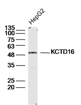 KCTD16 Rabbit Polyclonal Antibody