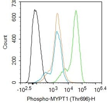 MYPT1 (Phospho-Thr696) antibody