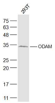 ODAM Rabbit Polyclonal Antibody