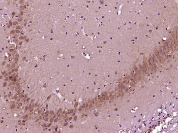 PTAR1 Rabbit Polyclonal Antibody