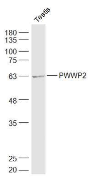 PWWP2 Rabbit Polyclonal Antibody