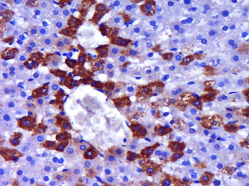 RBKS Rabbit Polyclonal Antibody