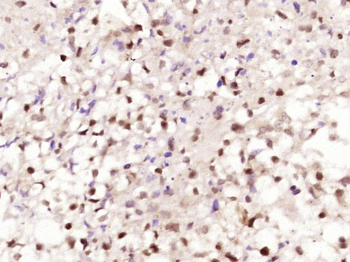 SFRS12/p18SRP Rabbit Polyclonal Antibody