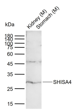 SHISA4 Rabbit Polyclonal Antibody