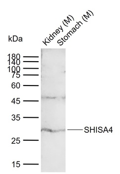 SHISA4 antibody