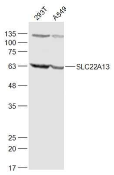 SLC22A13 Rabbit Polyclonal Antibody