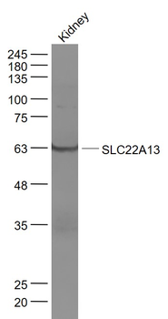 SLC22A13 Rabbit Polyclonal Antibody