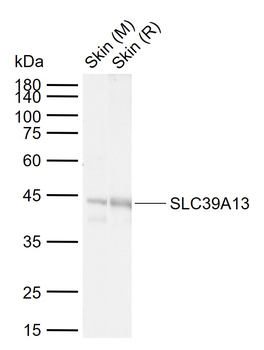 SLC39A13 Rabbit Polyclonal Antibody