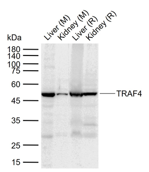 TRAF4 Rabbit Polyclonal Antibody