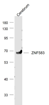 ZNF583 Rabbit Polyclonal Antibody