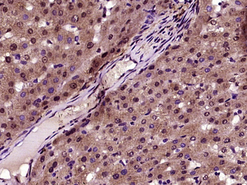 ZNF692 Rabbit Polyclonal Antibody
