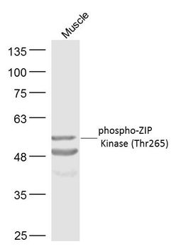 Phospho-ZIP Kinase (Thr265) Rabbit Polyclonal Antibody