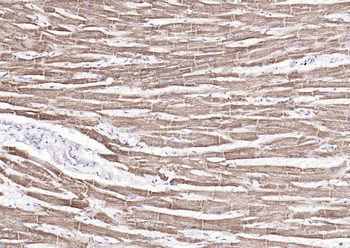 COX4I1 Mouse Monoclonal Antibody (Mitochondrial Loading Control)
