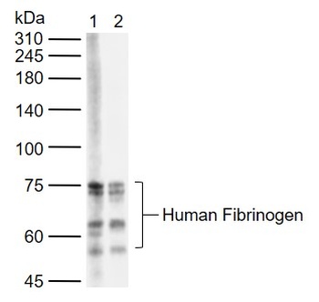 Human Fibrinogen antibody