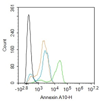 Annexin A10 Rabbit Polyclonal Antibody