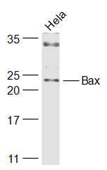 Bax Rabbit Polyclonal Antibody